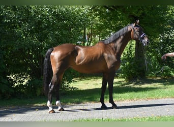 Trakehner, Ruin, 9 Jaar, 173 cm, Donkerbruin