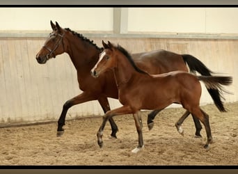 Trakehner, Semental, 1 año, 135 cm, Castaño claro