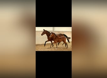 Trakehner, Semental, 1 año, 135 cm, Castaño claro