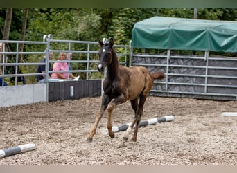 Trakehner, Semental, 1 año, 165 cm, Castaño oscuro