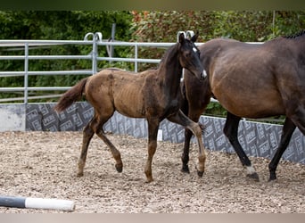 Trakehner, Semental, 1 año, 165 cm, Castaño oscuro