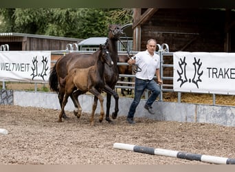 Trakehner, Semental, 1 año, 165 cm, Castaño oscuro