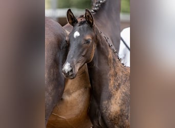 Trakehner, Semental, 1 año, 165 cm, Castaño oscuro