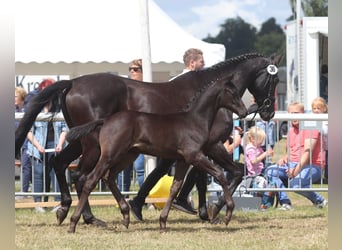 Trakehner, Semental, 1 año, 166 cm, Morcillo