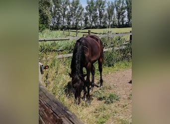 Trakehner, Semental, 1 año, 166 cm, Morcillo