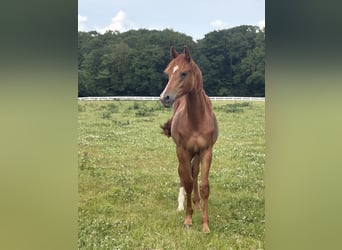 Trakehner, Semental, 1 año, 167 cm, Alazán