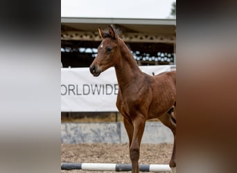 Trakehner, Semental, 1 año, 168 cm, Castaño