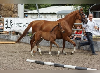 Trakehner, Semental, 1 año, 168 cm, Castaño