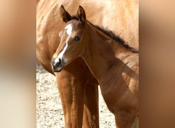 Trakehner, Semental, 1 año, 168 cm, Castaño