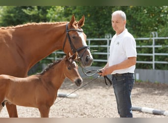 Trakehner, Semental, 1 año, 168 cm, Castaño