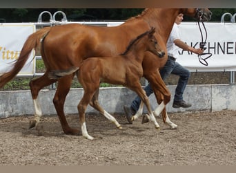 Trakehner, Semental, 1 año, 168 cm, Castaño