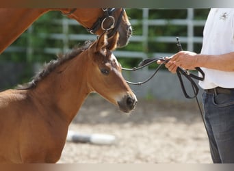 Trakehner, Semental, 1 año, 168 cm, Castaño