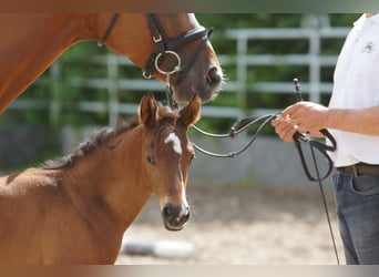 Trakehner, Semental, 1 año, 168 cm, Castaño