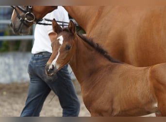 Trakehner, Semental, 1 año, 168 cm, Castaño