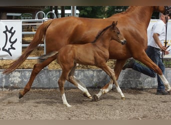 Trakehner, Semental, 1 año, 168 cm, Castaño