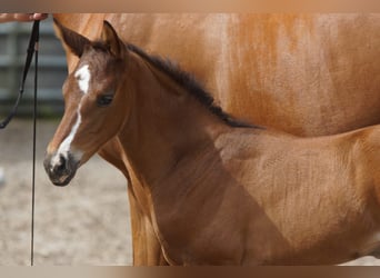 Trakehner, Semental, 1 año, 168 cm, Castaño