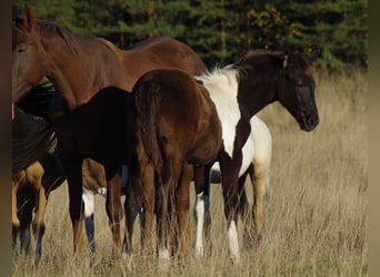 Trakehner, Semental, 1 año, 168 cm, Pío