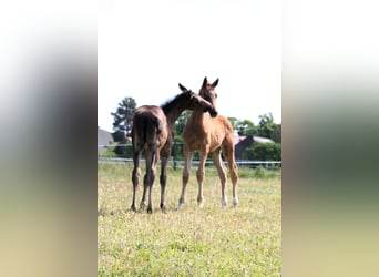Trakehner, Semental, 1 año, 169 cm, Alazán