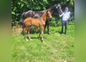 Trakehner, Semental, 1 año, 169 cm, Castaño