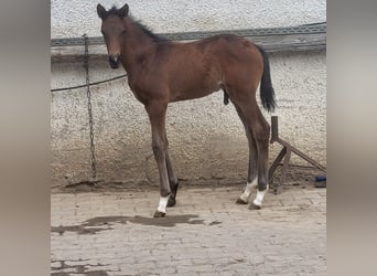 Trakehner, Semental, 1 año, 169 cm, Castaño