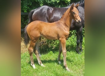 Trakehner, Semental, 1 año, 169 cm, Castaño