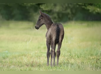 Trakehner, Semental, 1 año, 170 cm, Negro