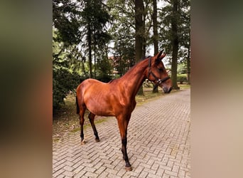 Trakehner, Semental, 1 año, 174 cm, Castaño