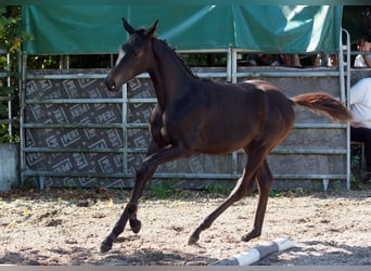 Trakehner, Semental, 1 año