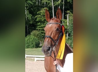 Trakehner, Semental, 1 año