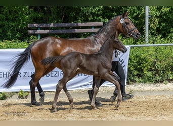 Trakehner, Semental, 1 año, Castaño oscuro