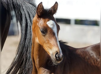 Trakehner, Semental, 1 año, Castaño oscuro