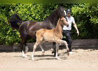 Trakehner, Semental, 1 año, Castaño oscuro