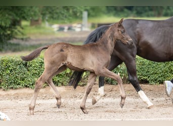 Trakehner, Semental, 1 año, Negro