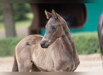 Trakehner, Semental, 1 año, Negro