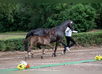 Trakehner, Semental, 1 año, Negro