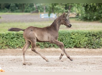 Trakehner, Semental, 1 año, Negro