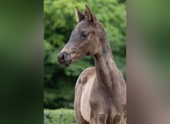 Trakehner, Semental, 1 año, Negro