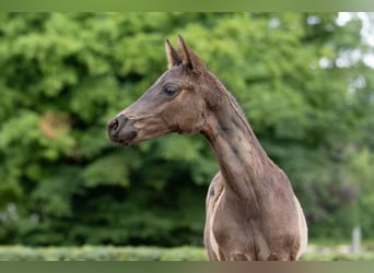 Trakehner, Semental, 1 año, Negro