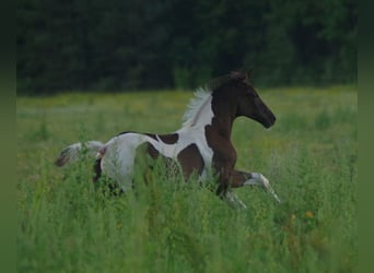 Trakehner, Semental, 1 año, Pío