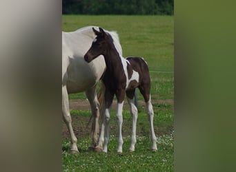 Trakehner, Semental, 1 año, Pío
