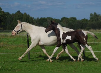 Trakehner, Semental, 1 año, Pío