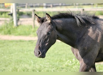 Trakehner, Semental, 1 año, Tordillo negro