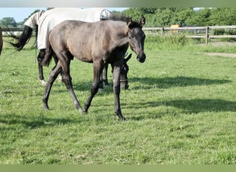 Trakehner, Semental, 1 año, Tordillo negro
