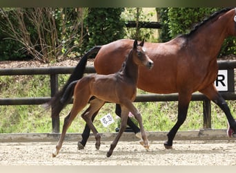 Trakehner, Semental, 1 año, Tordo