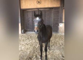 Trakehner, Semental, 1 año, Tordo