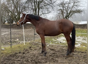 Trakehner, Semental, 2 años, 156 cm, Castaño