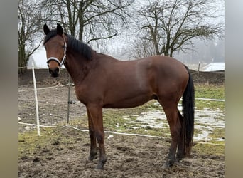 Trakehner, Semental, 2 años, 156 cm, Castaño