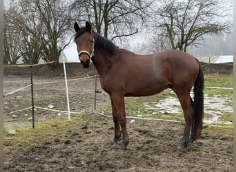 Trakehner, Semental, 2 años, 156 cm, Castaño