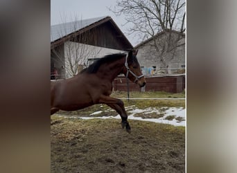 Trakehner, Semental, 2 años, 156 cm, Castaño