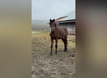Trakehner, Semental, 2 años, 156 cm, Castaño
